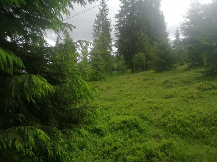 Teren Construcții de 1300 mp, în Beliș