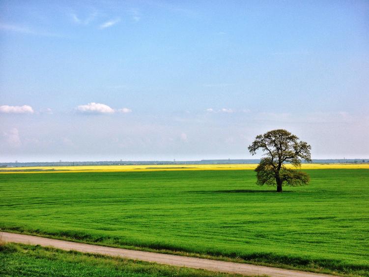 Teren Construcții intravilan de 1000 mp, în Frumușani