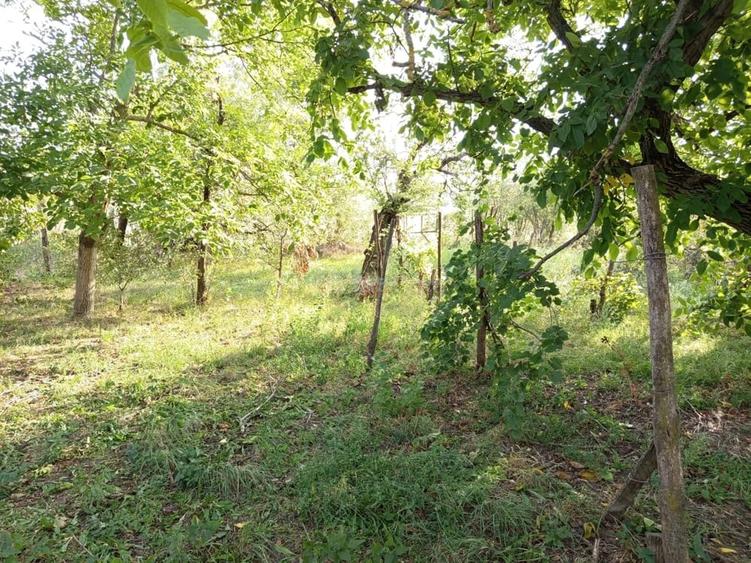 Casă cu Teren 1151 Mp în Ciuchici