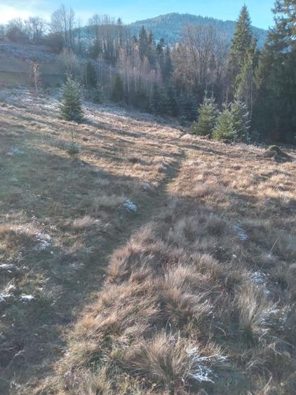 Teren de 10000 mp, în Arieșeni