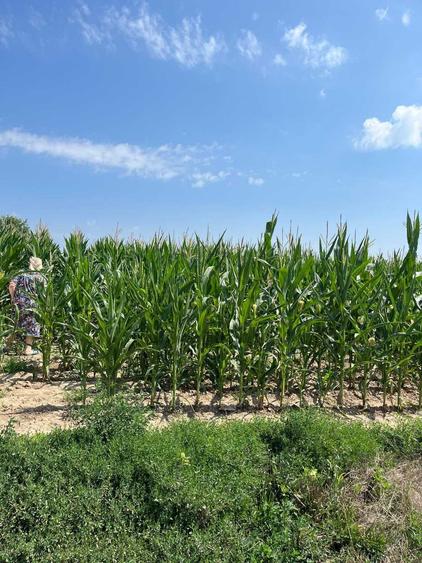 Teren intravilan 72 ari, sat Corocaiesti, comuna: Veresti - 2