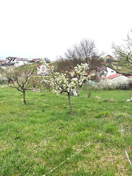 Teren Construcții intravilan de 600 mp, în Dumbrava 2