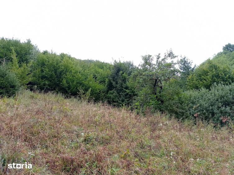 Teren de 32000 mp, în Rusca