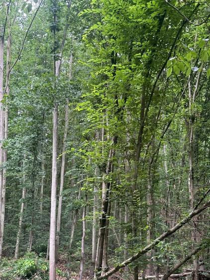 Teren de 174000 mp, în Buteni