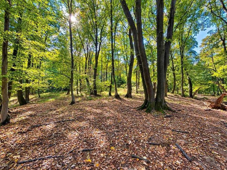 Teren extravilan de 10000 mp, în Bucium