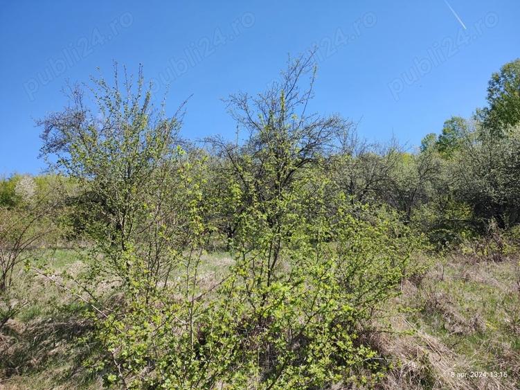 Teren de 3255 mp, în Viforâta