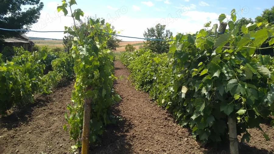 Casă cu 3 camere cu Teren 2500 Mp în Podu Turcului