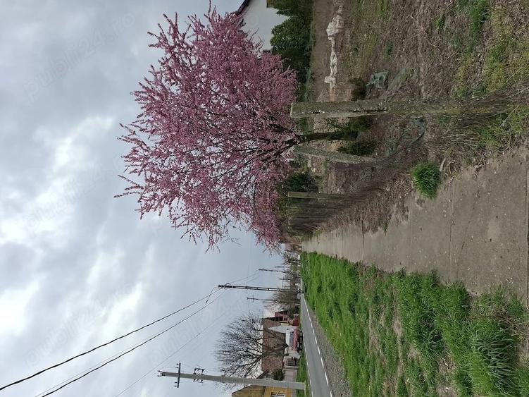Teren de 750 mp, în Becicherecu Mic