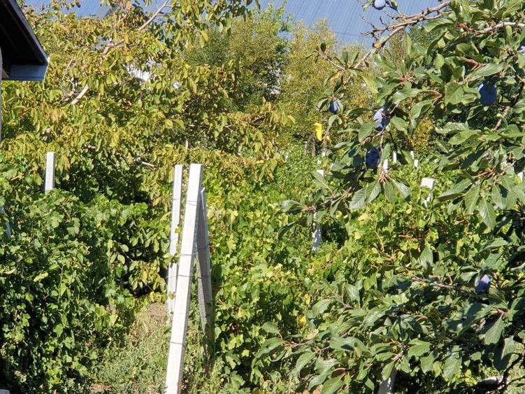 Teren de 3000 mp, în Hanu Conachi