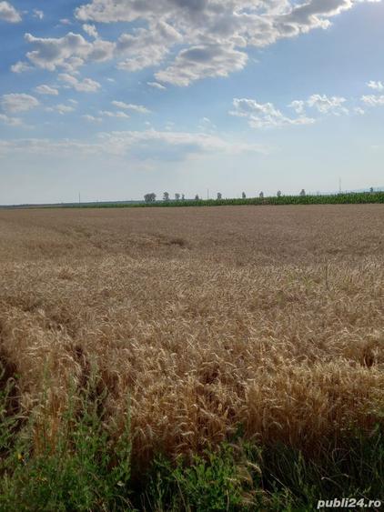 Teren de 12000 mp, în Țintești