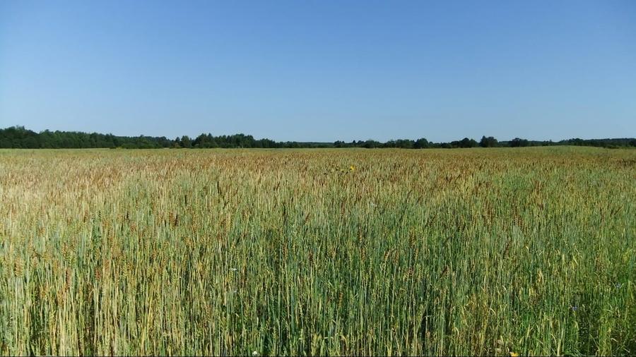 Teren agricol extravilan de 28800 mp, în Racovița