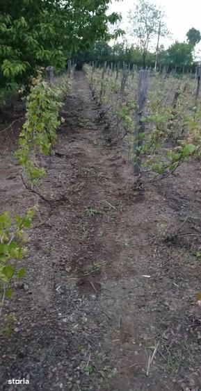 Teren de 1265 mp, în Strunga