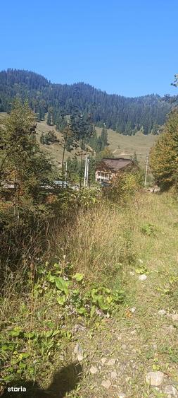 Teren de 5000 mp, în Ceahlău