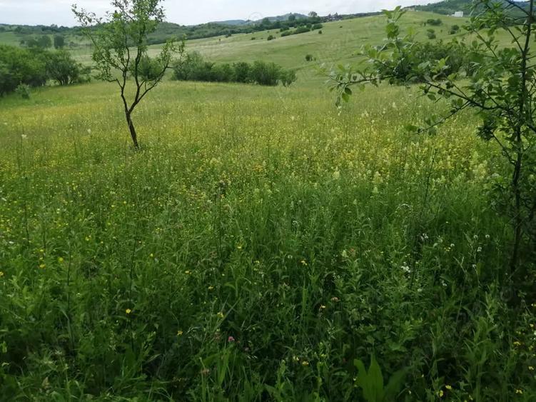 Teren de 4777 mp, în Posești
