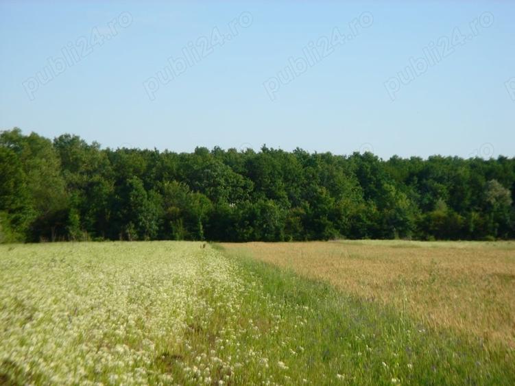 Teren în Ciolpani