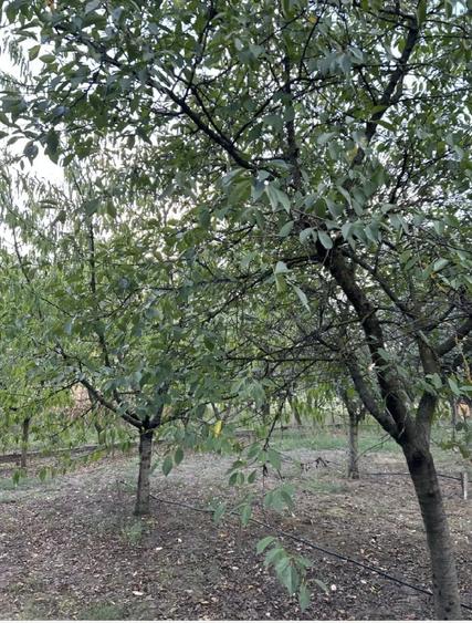 Teren de 1400 mp, în Cermei