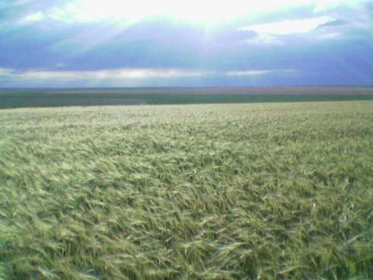 Teren agricol extravilan de 45000 mp, în Mihail Kogălniceanu