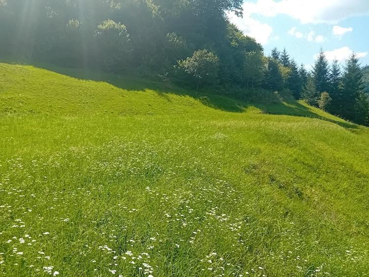 Teren de 5800 mp, în Dămuc