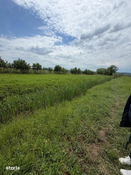 Teren de 6000 mp, în Brazda lui Novac
