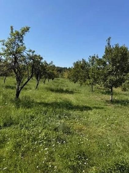 Teren de 7500 mp, în Cuca