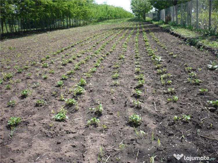 Casă cu 5 camere cu Teren 7241 Mp în Central