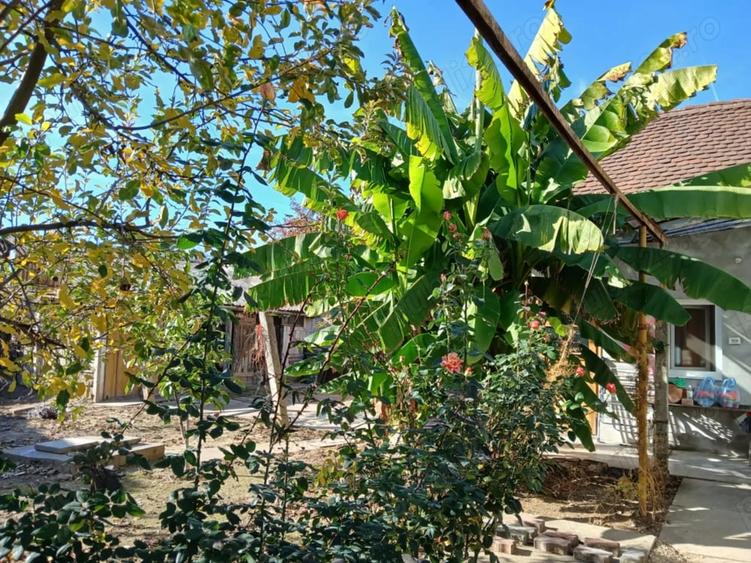Casă cu 3 camere cu Teren 430 Mp în Salonta