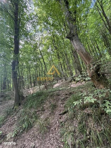 Teren de 1900 mp, în Valea Borcutului