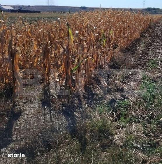 Teren intravilan agricol Mihai Viteazu, 3.000 mp - 2