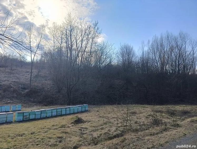 Teren de 4944 mp, în Dobra