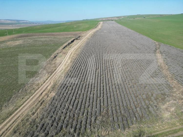 Teren Construcții intravilan de 45000 mp, în Dobrovăț