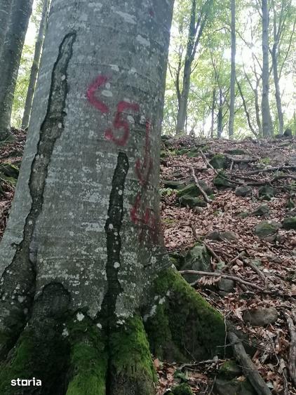 Teren de 52500 mp, în Pleșcuța