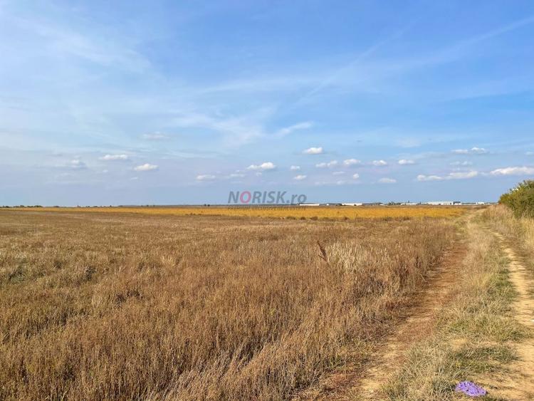 Teren agricol extravilan de 2500 mp, în Chitila