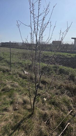 Teren de 1500 mp, în Uliuc