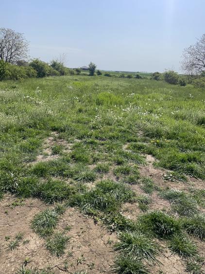 Teren Construcții intravilan de 1100 mp, în Dascălu