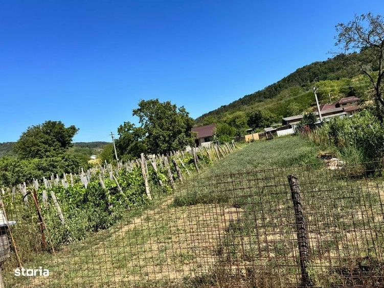 Teren de 1300 mp, în Tamași