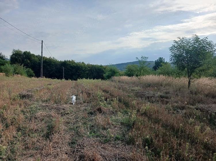 Teren de 6000 mp, în Budești