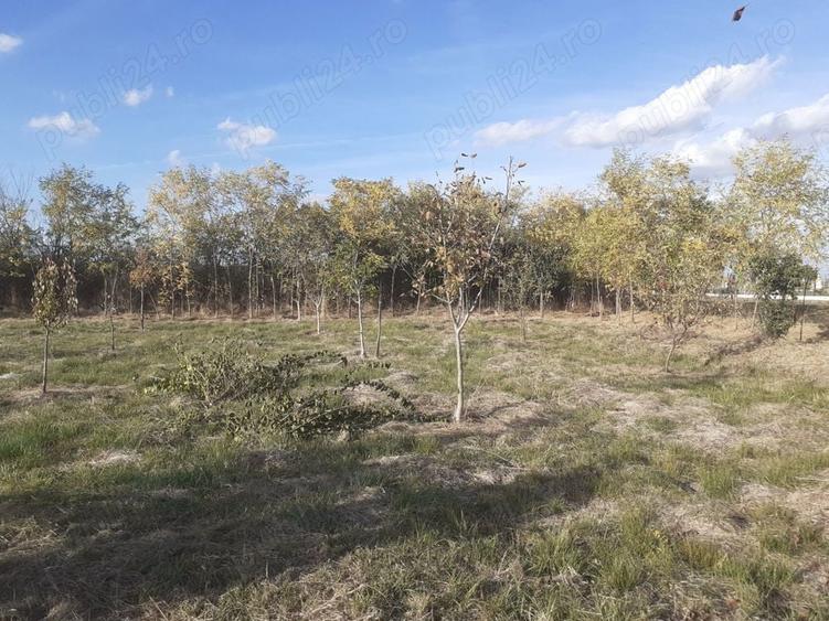 Teren de 1000 mp, în Călacea