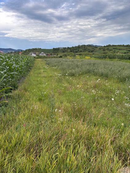 Teren de 1400 mp, în Dumitra