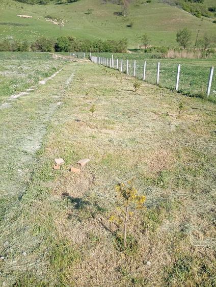 Teren de 1625 mp, în Nicula