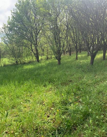 Casă individuală cu 10 camere cu Piscina în Breaza
