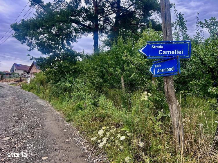10 Ari intravilan strada Cameliei zona Leoni Tarpiului ! - 2