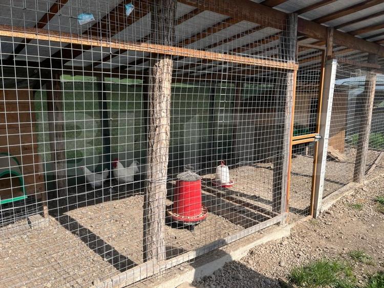 Ferma mica de animale – porci Mangalita & gaini de curte - 10