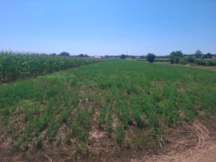 Teren Construcții intravilan de 3000 mp, în Movilița