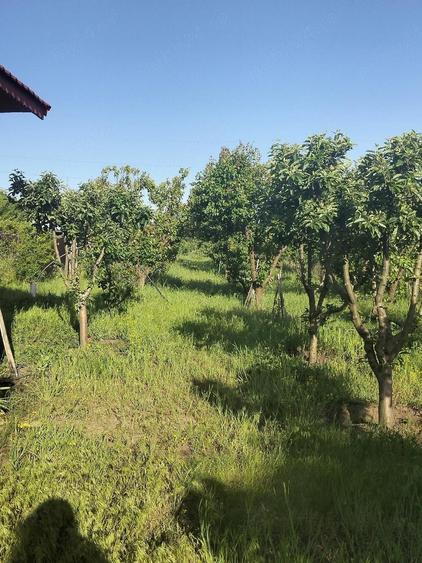 Teren de 1600 mp, în Potoceni