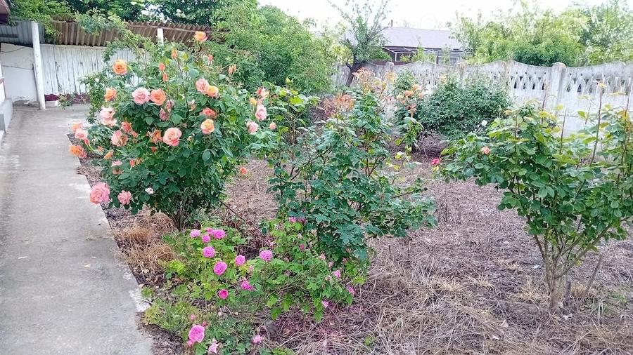 Casă cu 5 camere cu Teren 2200 Mp în Zăvoaia