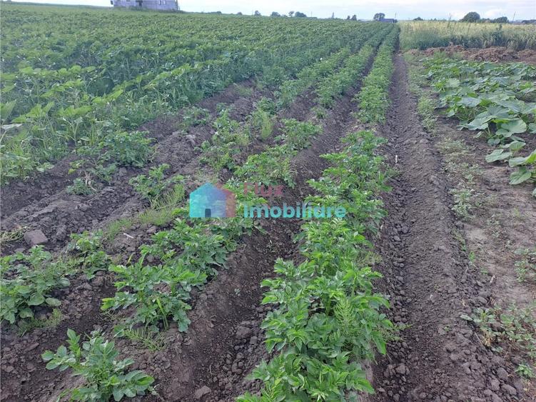 Teren intravilan in Reuseni, comuna Udesti - 4