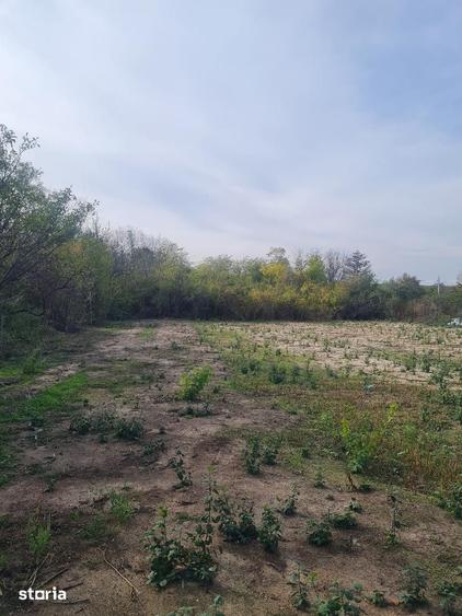 Teren de 1195 mp, în Albota