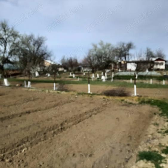 Teren de 644 mp, în Dărăști-Ilfov
