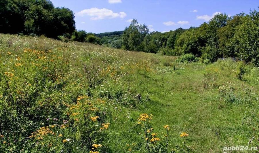 Teren de 50000 mp, în Zătreni