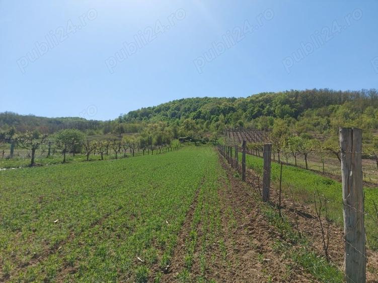 Teren de 76393 mp, în Vladimir